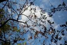 Hàng sưa nghi bị đầu độc ở Hà Nội đã khô héo