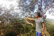 Bọ xít muỗi tấn công, hàng chục ngàn ha điều mất trắng