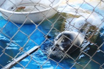 Chú hải cẩu đã được đặt tên 