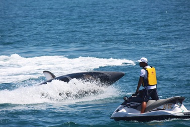 Loại tàu lặn giống tàu Tổng thống Donal Trump xuất hiện ở Nha Trang