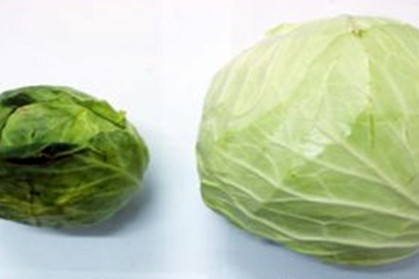 Phân biệt bắp cải Trung Quốc lập lờ nguồn gốc Đà Lạt, Sa Pa