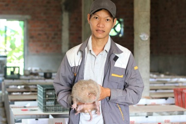 Nuôi loài chuột bự, ăn ít tốn mà thu lãi cao