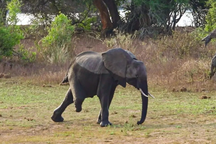 Voi 3 chân đầy nghị lực, vượt khó để sinh tồn trong thế giới tự nhiên