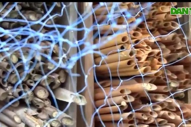 Những trái cherry Sato Nishiki (Nhật Bản) có giá đắt đỏ do được trồng và ch