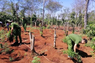 Hai anh em ruột trồng 1.500 cây cần sa trong rẫy cà phê