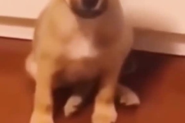 Cười nghiêng ngả với chú chó có khả năng "nhái" theo giọng người