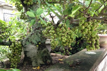 Sắm cây cảnh chơi Tết, làm sao để không bị mất tiền oan?