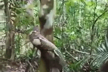 Hình ảnh động vật nổi bật: Kinh ngạc với màn leo cây đặc biệt của loài trăn