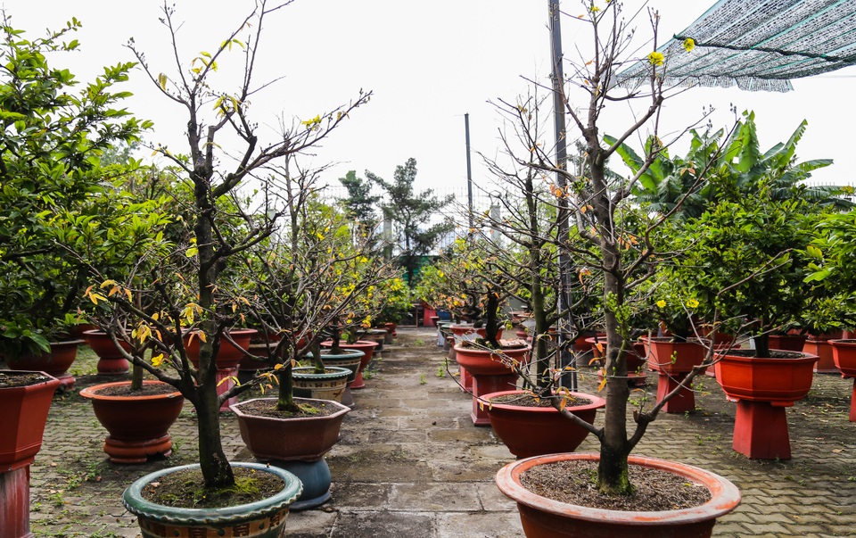 Gian nan nghề cho thuê mai chơi Tết trong dịch Covid-19 - 3 Gian nan nghề cho thuê mai chơi Tết trong dịch Covid-19 - 3