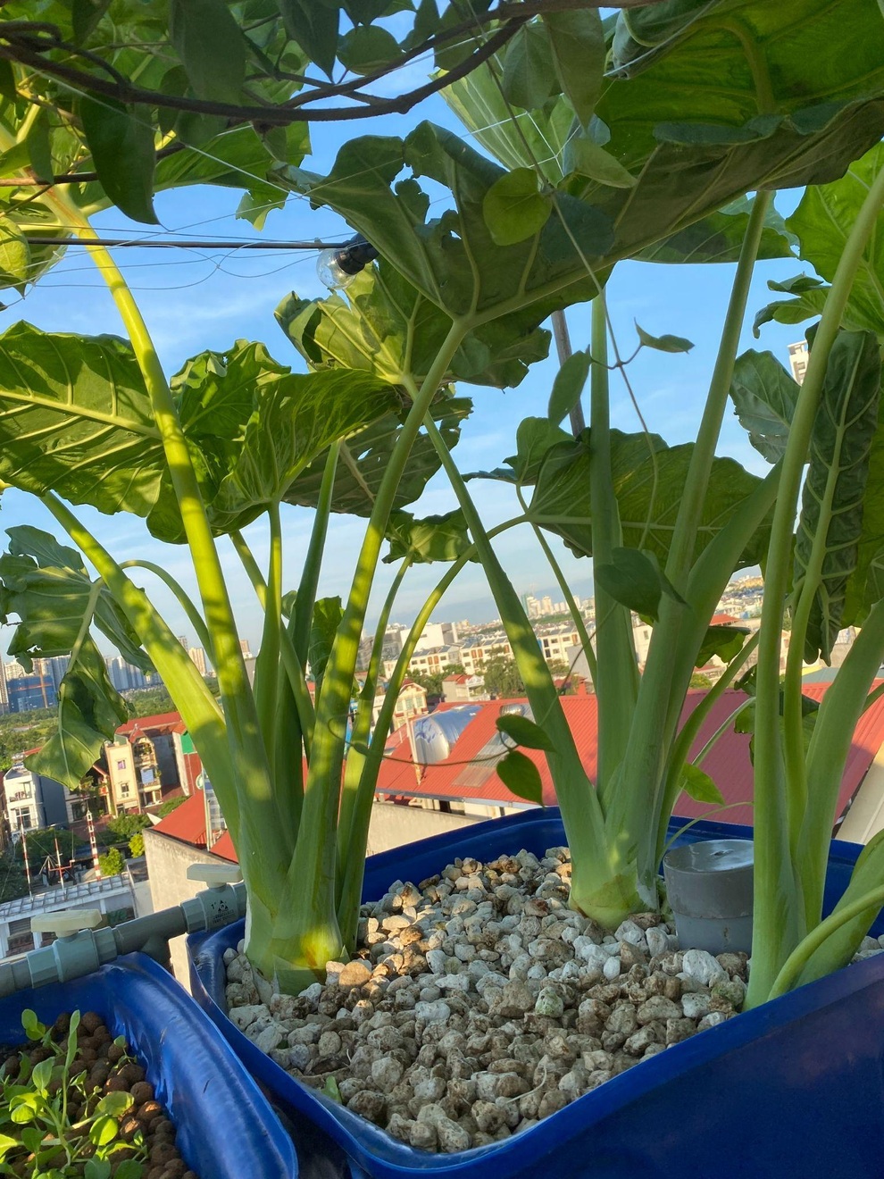 Mô hình độc đáo trồng rau và nuôi cá giữa phố của chàng trai Hà Nội - 10 Mô hình độc đáo trồng rau và nuôi cá giữa phố của chàng trai Hà Nội - 10