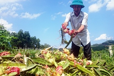 Bí ẩn vụ cả vườn thanh long sắp thu hoạch bị phá nát