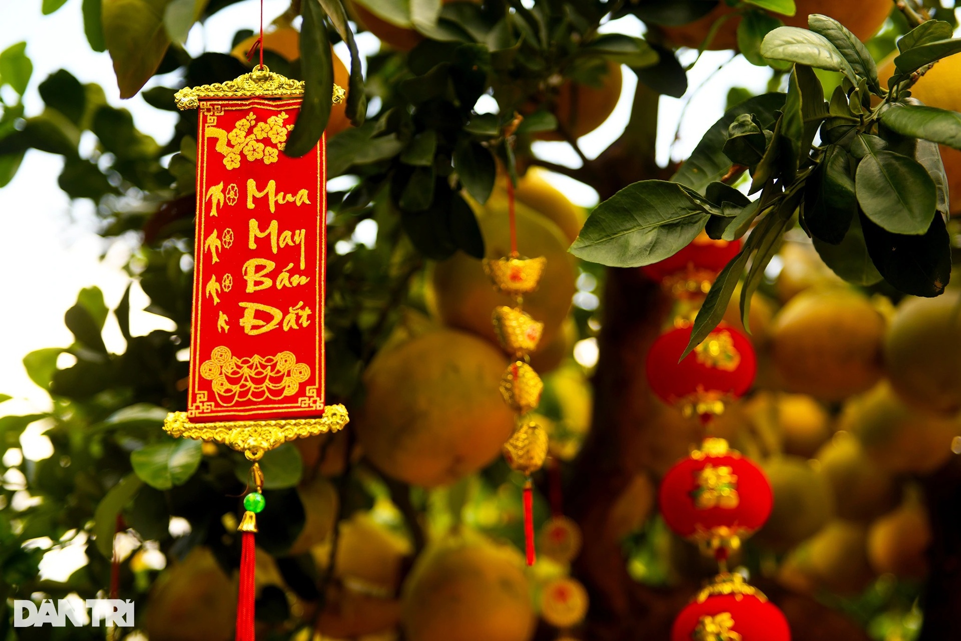 Hàng trăm cây bưởi Diễn vượt gần 2.000 km về TPHCM bày bán dịp Tết - 11 Hàng trăm cây bưởi Diễn vượt gần 2.000 km về TPHCM bày bán dịp Tết - 11