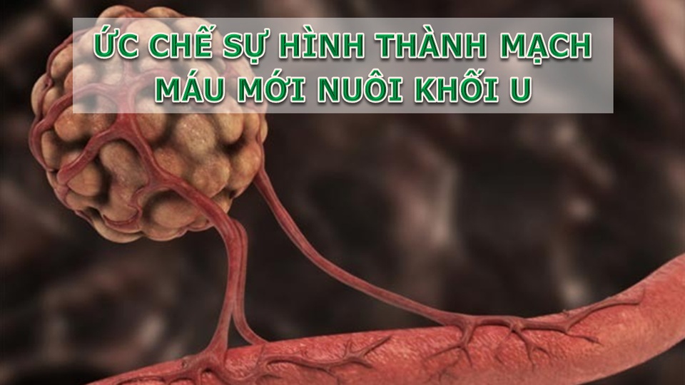 Giải pháp phòng, chống ung thư từ gốc hoàn toàn tự nhiên - 4 Giải pháp phòng, chống ung thư từ gốc hoàn toàn tự nhiên - 4