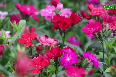 Hoa tăng giá, người dân mua chơi Tết sớm