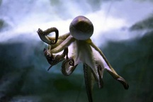 Con người và loài "từ ngoài hành tinh" có chung gen lạ, "nhảy" trong não