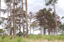 Liên tiếp xảy ra các vụ phá rừng thông quy mô lớn tại Lâm Đồng