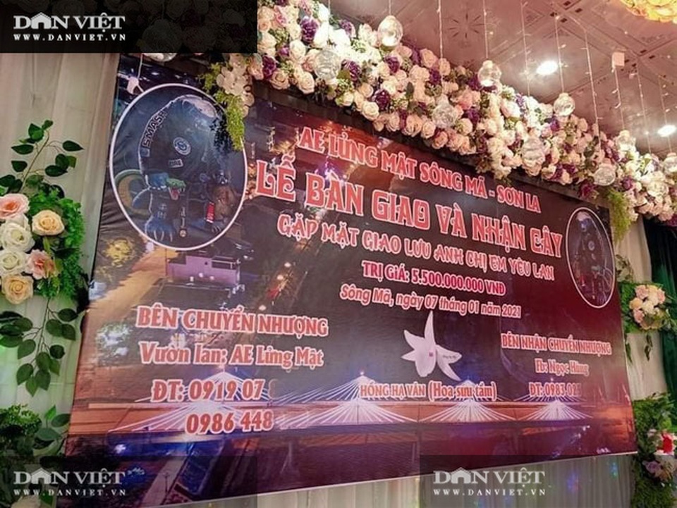 Sơn La: Xôn xao vụ chuyển nhượng lan đột biến Phi điệp Hồng Hạ Vân trị giá 5,5 tỷ đồng - 2 Sơn La: Xôn xao vụ chuyển nhượng lan đột biến Phi điệp Hồng Hạ Vân trị giá 5,5 tỷ đồng - 2