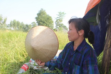 Những hạt lúa "mướt mồ hôi"!