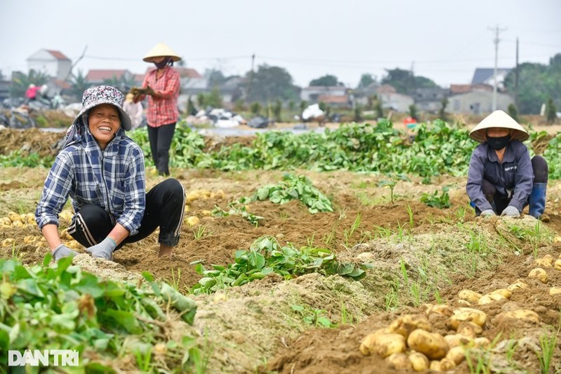 Được mùa lẫn giá, nông dân thu lãi lớn từ giống khoai tây lòng vàng - 1 Được mùa lẫn giá, nông dân thu lãi lớn từ giống khoai tây lòng vàng - 1