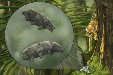 Hóa thạch gây sốc của sinh vật bất tử, sống được ở hành tinh khác