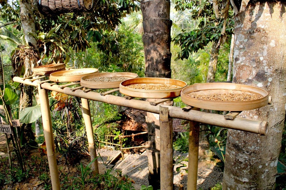 Những sự thật bất ngờ về cà phê - 5