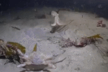 Mải mê săn mồi, bạch tuộc bất ngờ trở thành con mồi cho kẻ khác