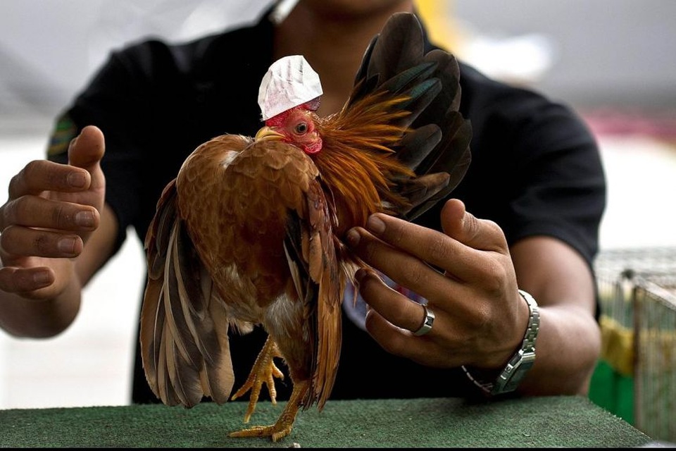 Loài gà ngực khủng, dáng đi lạ lùng có giá lên tới 37 triệu đồng/ con - 1