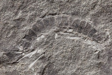 Sinh vật trên cạn đầu tiên của trái đất "hiện hình" trong đá