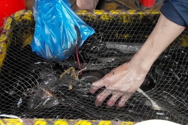 Lũ “cạn” cá đồng đắt đỏ, cá nuôi “núp bóng” cá đồng