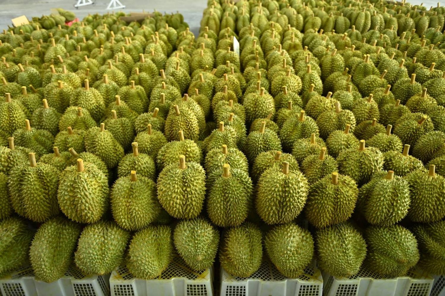 Tự trồng thanh long đến sầu riêng: Tham vọng tự chủ trái cây của Trung Quốc - 6 Tự trồng thanh long đến sầu riêng: Tham vọng tự chủ trái cây của Trung Quốc - 6