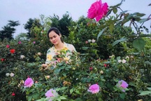 Cô gái Phú Thọ "bỏ phố về quê" cải tạo đất trồng vườn hồng nghìn m2