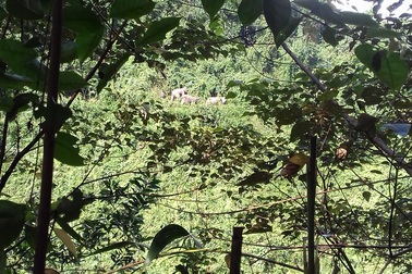 Yêu cầu bảo vệ nghiêm ngặt đàn voi rừng