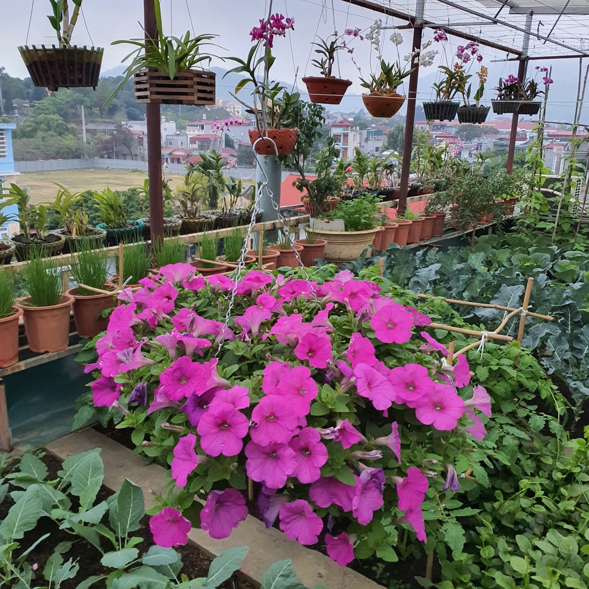 Gia đình Yên Bái bê ruộng rau, mương nước và trại gà 30 con lên nóc nhà - 10 Gia đình Yên Bái bê ruộng rau, mương nước và trại gà 30 con lên nóc nhà - 10