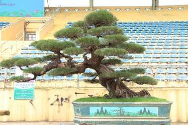 Cây phi lao 300 tuổi được trả giá 2 tỷ đồng nhưng chủ nhân không bán