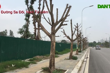 Hà Nội: Hàng trăm cây xanh chết khô trên con đường mới mở