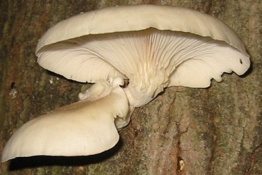 Bất ngờ với những lợi ích sức khỏe tuyệt vời của nấm sò