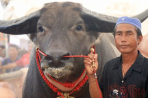 Trâu nước khổng lồ nặng 1,4 tấn, rao bán giá "khủng" hơn 34 tỷ đồng