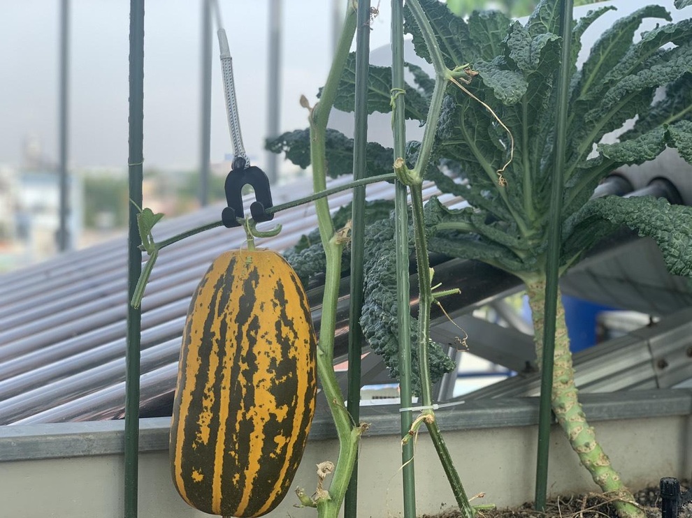 Khu vườn trên cao, rộng 60m2 có nhiều rau, trái lạ của mẹ đảm ở Sài Gòn - 9