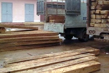 Bắt gỗ lậu chủ yếu khai thác ở khu bảo tồn thiên nhiên