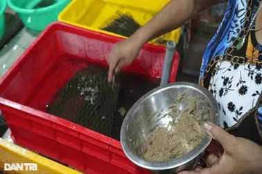 Chăm lươn như em bé, anh nông dân miền Tây đút túi tiền triệu mỗi ngày