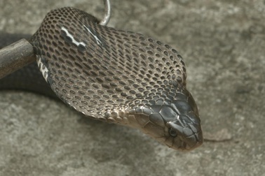 Thăm trại rắn hổ mang làm nguyên liệu trị khớp lớn nhất miền Bắc