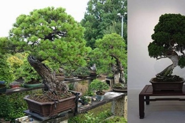 Sành cây cảnh, trộm “thó” luôn cây bonsai 400 tuổi trị giá hơn hai tỉ đồng