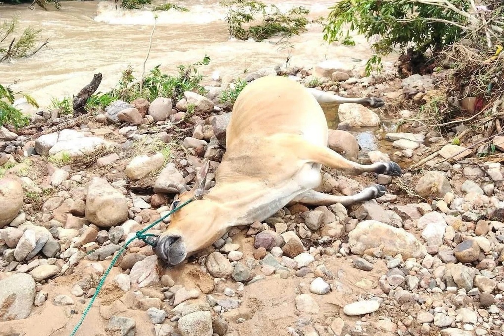 Hơn 30 con trâu, bò chết trong đêm do nước lũ lên nhanh - 1 Hơn 30 con trâu, bò chết trong đêm do nước lũ lên nhanh - 1