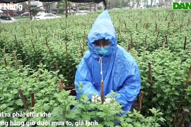 Đội mưa đứng ngắt nụ hoa, kiếm thu nhập khá những ngày cận Tết