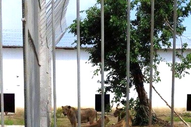 Vườn thú nuôi hổ, sư tử, tê giác trong... “chuồng gà”!