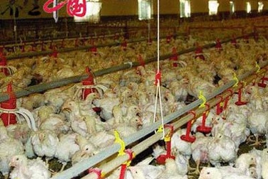 Gà chết bệnh thành món fastfood