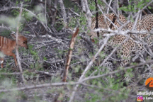 Màn đối đầu kỳ lạ giữa báo đốm và linh dương con