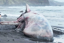 "Vàng nổi" trị giá gần 13 tỷ đồng được tìm thấy trong xác cá voi