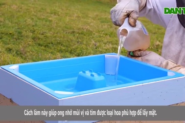 Hé lộ cách thu hoạch thứ được ví như "vàng lỏng", giá bán tiền triệu