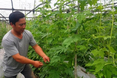 Bỏ lương tháng chục triệu, Dũng "khùng" kiếm tiền tỷ từ trồng rau